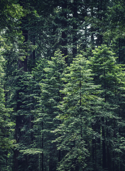 Certified Evergreen