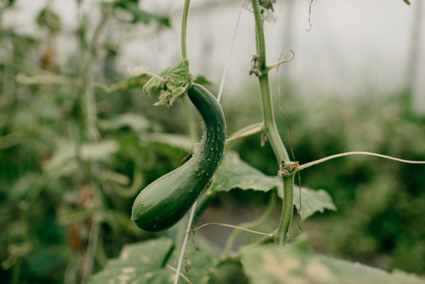 Washington Squash Growing on Vine